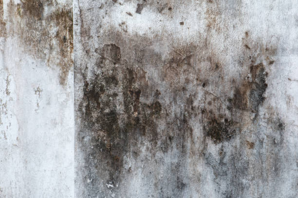 Best Emergency Mold Remediation  in Incline Village, NV