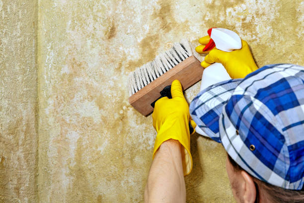 Best Mold Damage Restoration  in Incline Village, NV
