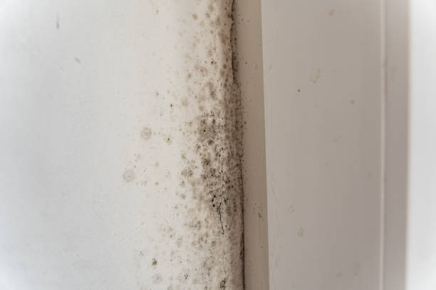 Best Dehumidification Services  in Incline Village, NV